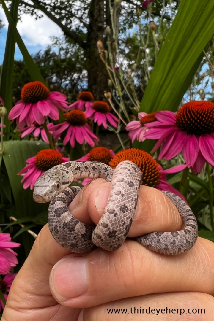 Everglades Rat Snake